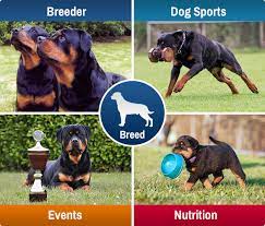 Rottweiler köpek özellikleri, rottweiler köpek karakteri ve rottweiler bakımı hakkında aradığınız rehber. Home