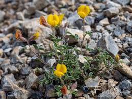 Image result for Argyrolobium rupestre