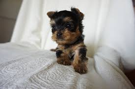 They are a cross between the yorkie & the maltese dog breeds. Nashville Yorkies Home