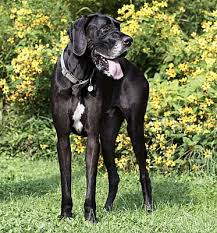 We did not find results for: Indianapolis In Great Dane Meet Samson A Pet For Adoption