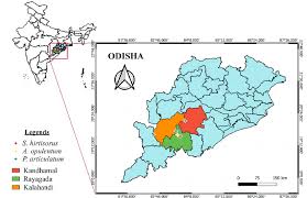 Image result for Amblovenatum