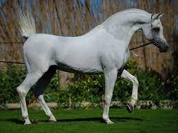 صور خيول عربية أصيلة أجمل خلفيات الخيول ميكساتك in 2021 beautiful arabian horses horses arabian horse