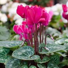 These flowers are ideal for tall flower arrangements, and come in a wide array of colors (purple is extremely popular). 12 Best Plants And Flowers For Winter Gardens
