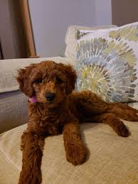 We love our dogs and they are part of our family. Ocean Road Mini Goldendoodles Mini Goldendoodles Home