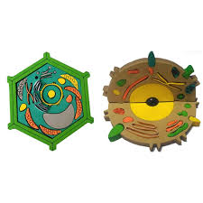 The cell wall is stiff and rigid, and it provides additional protection and support to the cell. Buy Junior Scientist I I Incorporation Plant Cell 3d Model Animal Cell 3d Model Online At Low Prices In India Amazon In