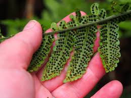 Image result for Megalastrum lanuginosum