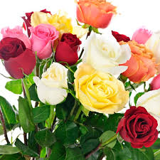 Check spelling or type a new query. Miniature Rose Indoors Parade Rosa Hybrid My Garden Life