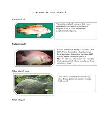 Nilai tambah pada tulang ikan. Daftar Ikan Nila Dan Mas