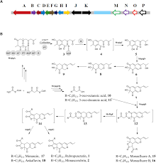 Monascus (figure 1) was classified and named in 1884 by the french scientist van tieghem. Frontiers Diversifying Of Chemical Structure Of Native Monascus Pigments Microbiology