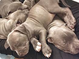 Why Are There So Many Pit Bulls In Shelters Pitbull Puppies Baby Dogs Pitbulls