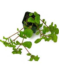 Image result for Pilea johnstonii