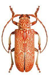 Brachytritus Hieroglyphicus Beetle Insect Beautiful Bugs Bugs And Insects