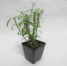 These can reach 15+ feet tall ! Tagetes Mexican Mint Marigold Plants For Sale Tagetes Lucida The Growers Exchange