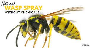 Paper wasps have a very nasty painful sting, they will attack and. Natural Wasp Killer Get Rid Of Wasp Nests Without Chemicals Kitchen Stewardship Caring For All Our Gifts