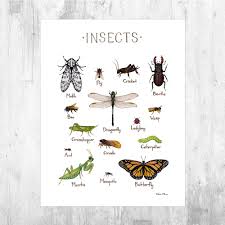 Insects Field Guide Art Print Insect Art Insect Collection Bug Art