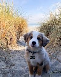 First Time At The Beach For Max The Australian Shepherd In 2020 Cute Dogs And Puppies Fluffy Animals Cute Baby Animals