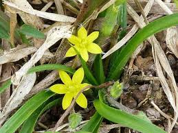 Image result for Hypoxis angustifolia