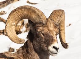 How Old is Your Ram? | Roads End Naturalist