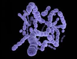 Dna is not as fragile as rna, and the adenovirus's tough protein coat helps protect the genetic material inside. For Its Covid 19 Vaccine Pfizer Turns To A Scientist Who Has Gotten Results