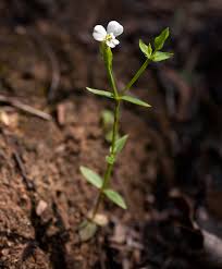 Image result for Canscora alata