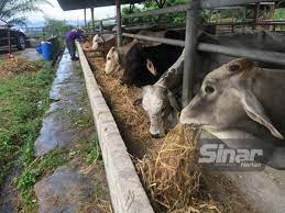 Sorotan hari pertandingan lembu sado terengganu 2018 yang julung kali dianjurkan oleh persatuan penternak lembu sado dengan kerjasama jabatan perkhidmatan. Daging Tempatan Dijangka Naik Hingga Rm45 Sekilo