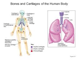 K to grade 2 • human body series bones, muscles, and joints. Bones And Cartilages Of The Human Body Figure Ppt Download
