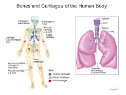 Teeth to their bony sockets b. Bones And Cartilages Of The Human Body Figure Ppt Download
