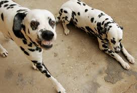 We did not find results for: Why Dalmatians Are A Train Wreck