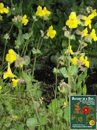 Image result for Phrymaceae