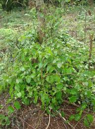 Image result for Dioscorea praehensilis