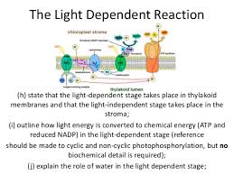 Light dependent reactions of photosynthesis diagram. Photosynthesis 5 The Light Dependent Reaction