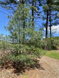 Image result for Suramin