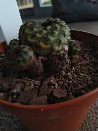 Gwaenchanado gwaenchana) is a single by south korean singer d.o. Sulcorebutia Rauschii Yellowing Cactiguide Com