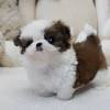 This pooch is a lover, not a hunter.bred solely to be companions, shih tzus are affectionate, happy, outgoing house dogs who love nothing. Https Encrypted Tbn0 Gstatic Com Images Q Tbn And9gcsdlrhhgwe Zb28jh4d2mrz5lmers Uxdpbmzcs5qicrzsgudvd Usqp Cau