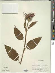 Image result for Diospyros truncatifolia