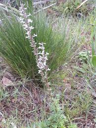 Image result for Cyphia erecta