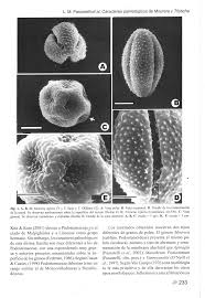 Image result for Tristicha