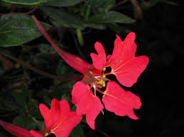 Image result for Tropaeolaceae