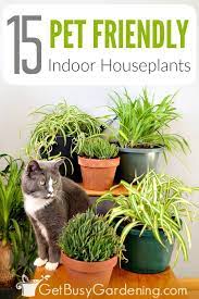 What makes a houseplant safe for cats? 15 Pet Friendly Indoor Houseplants Safe For Cats And Dogs