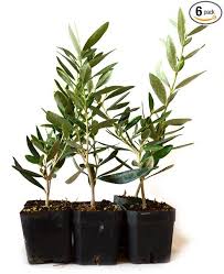 9greenbox Tree Of Peace Olive Tree Olea Europaea 4 Pound Pack Of 6 Olive Tree How To Grow Bonsai Plants