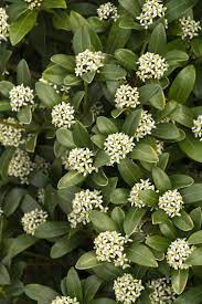 Japanese Skimmia Female Japanese Plants Shade Shrub Shade Flowers