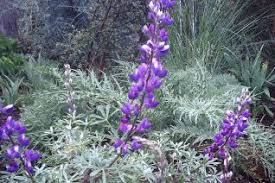 Image result for Asystasia glandulosa