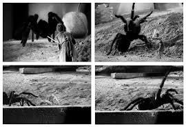 Check spelling or type a new query. Stills Taken From The Movie The Incredible Shrinking Man 1957 Show The Incredible Special Effects Ac Great Sci Fi Movies Turner Classic Movies Classic Movies