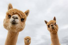 To get a normal or good ending in mystic messenger, you must invite guests to the rfa's party. Meet The Alpacas That Are Helping Researchers Who Study Autism Alzheimer S And Cancer Vanderbilt News Vanderbilt University