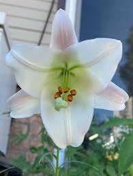 Image result for Lilium formosanum