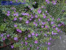 Full Size Picture Of Mexican Heather False Heather Cuphea Hyssopifolia Plants Flower Landscape Heat Tolerant Plants