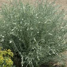 Image result for Gomphostigma