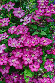 We did not find results for: Clematis Ville De Lyon Photograph By Tim Gainey