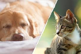 Buy itrafungol (itraconazole) oral solution for cats 10 mg/ml, 52 ml to treat feline dermatophytosis. Virbac Takes On Clomicalm And Itrafungol Vetsurgeon News Vetsurgeon Vetsurgeon Org
