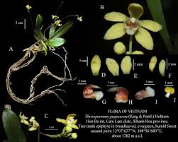 Image result for Thesium pygmaeum